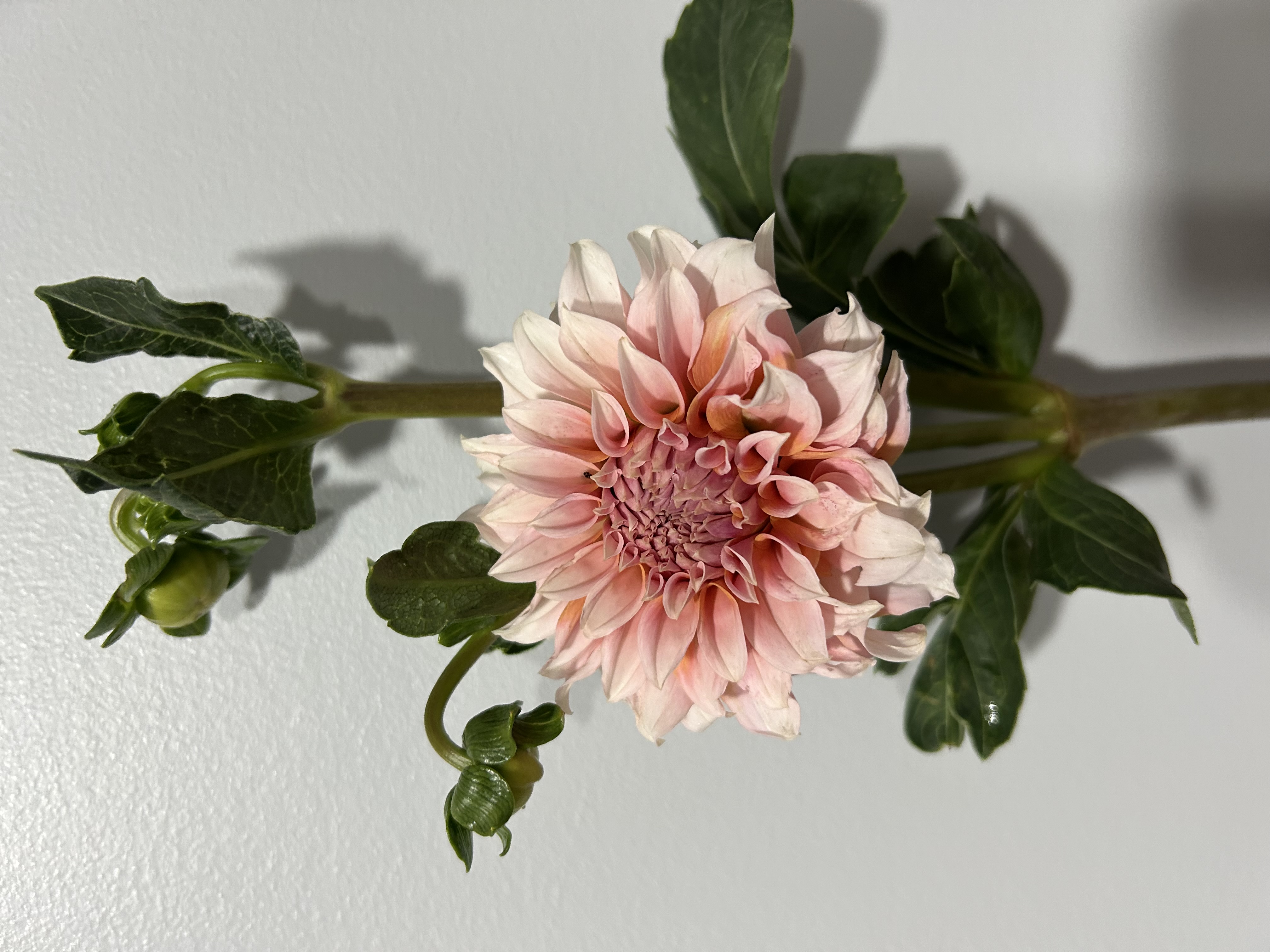 Pink Flowers