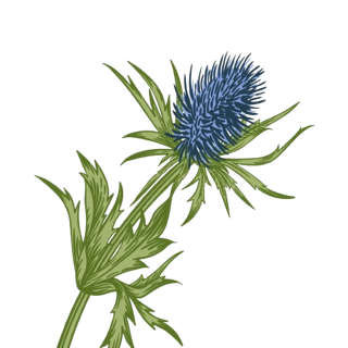 Thistle Dew Green Logo
