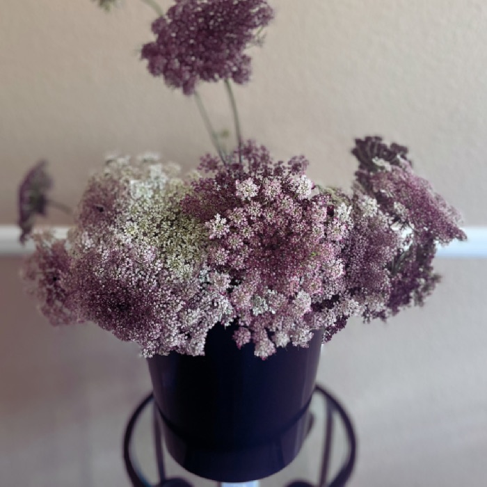 Organic cut flowers grown at Thistle Dew Green in Colorado Springs